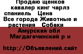 Продаю щенков кавалер кинг чарлз спаниель › Цена ­ 40 000 - Все города Животные и растения » Собаки   . Амурская обл.,Магдагачинский р-н